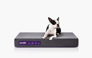Purple dog bed