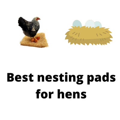 Guide for buying nesting pads for chickens
