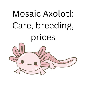 Mosaic Axolotl: Care, breeding, prices